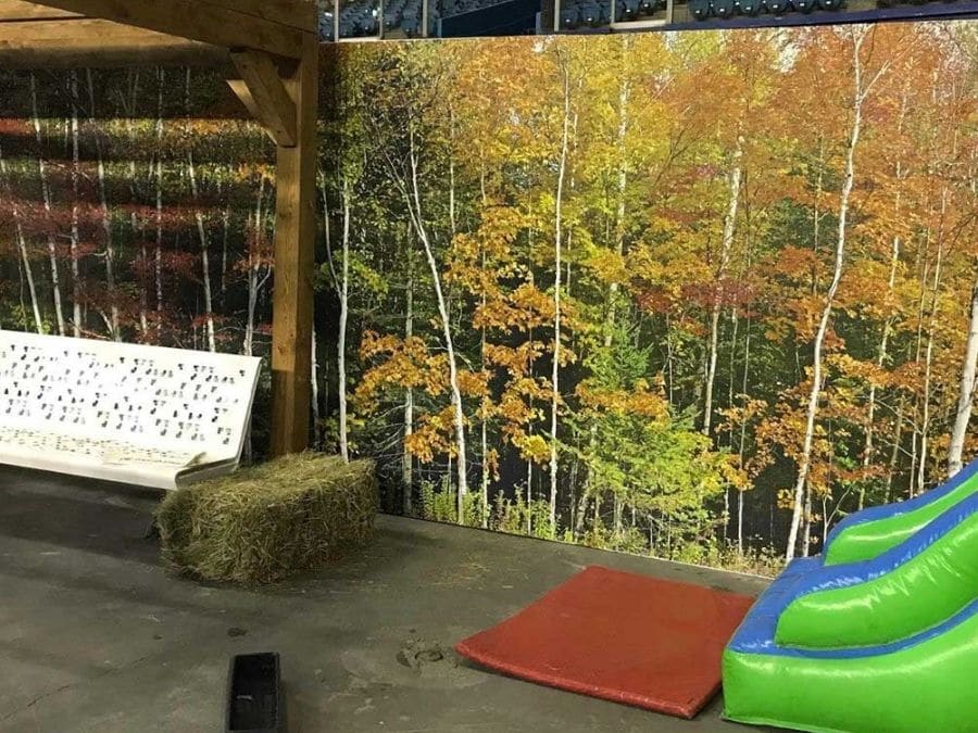 Fall Color Wallpaper, as seen on the wall of this home show, is a photo mural of an autumn birch forest from About Murals.