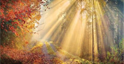 Fall Wallpaper is a photo mural of sun rays shining through pine trees and red autumn trees over a road from About Murals.