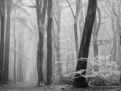 Grey Fog Wallpaper is a wall mural with tall trees in a foggy forest from About Murals.