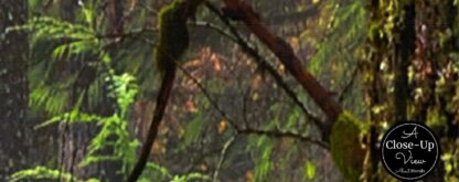 Oregon Forest Wallpaper - Image 3