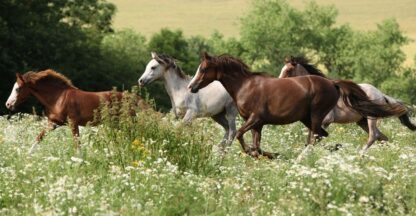 Running Horses Wallpaper is a photo mural of a brown, white and blonde herd of running horses in a green grass field from About Murals.