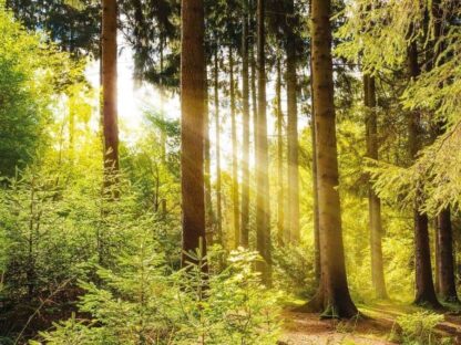 Sunlight Wallpaper is a photo mural of a beautiful yellow sunrise in the morning streaming through trees in a forest from About Murals.