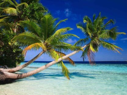 Tropical Beach Wallpaper is a photo mural of palm trees in the Maldives from About Murals.