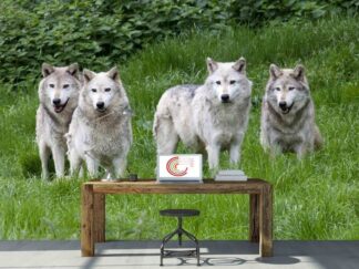 Wolf Pack Wallpaper, as seen on the wall of this wolf themed room, is a photo mural of four Tundra wolves walking in green grass from About Murals.