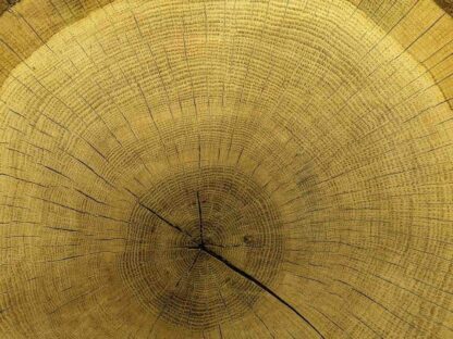 Wood Slice Wallpaper is a photo mural of a centenary tree trunk from About Murals.