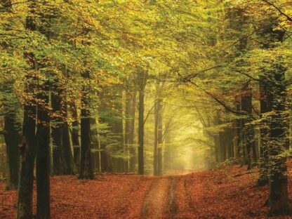 Autumn Trail Wallpaper - Image 2