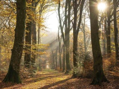 Golden Forest Wallpaper - Image 2