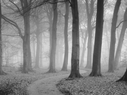 Gray Forest Wallpaper - Image 2