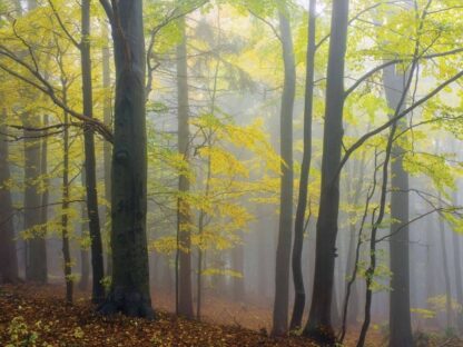 Yellow Autumn Wallpaper is a photo mural of fall trees in a yellow forest with a misty background from About Murals.