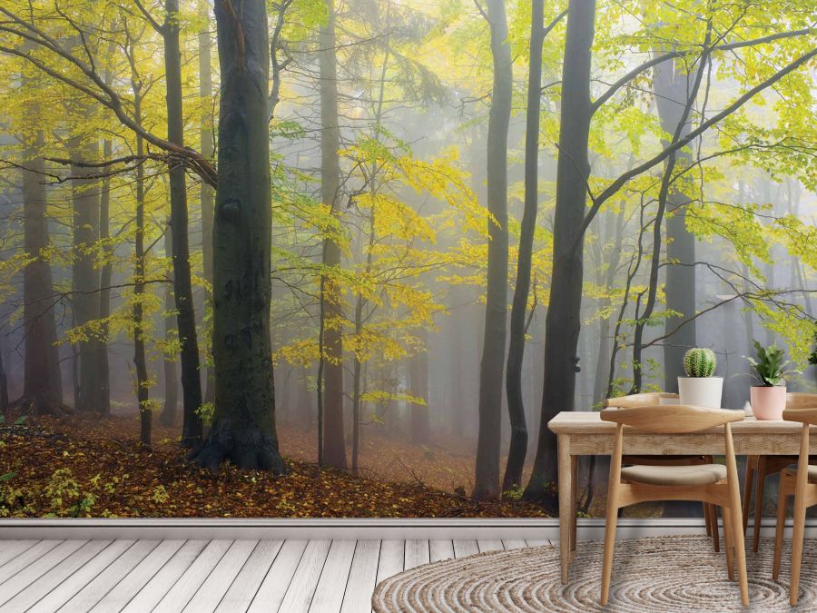 Yellow Autumn Wallpaper, as seen on the wall of this kitchen, is a photo wallpaper of tranquil trees with yellow leaves in a grey misty forest from About Murals.