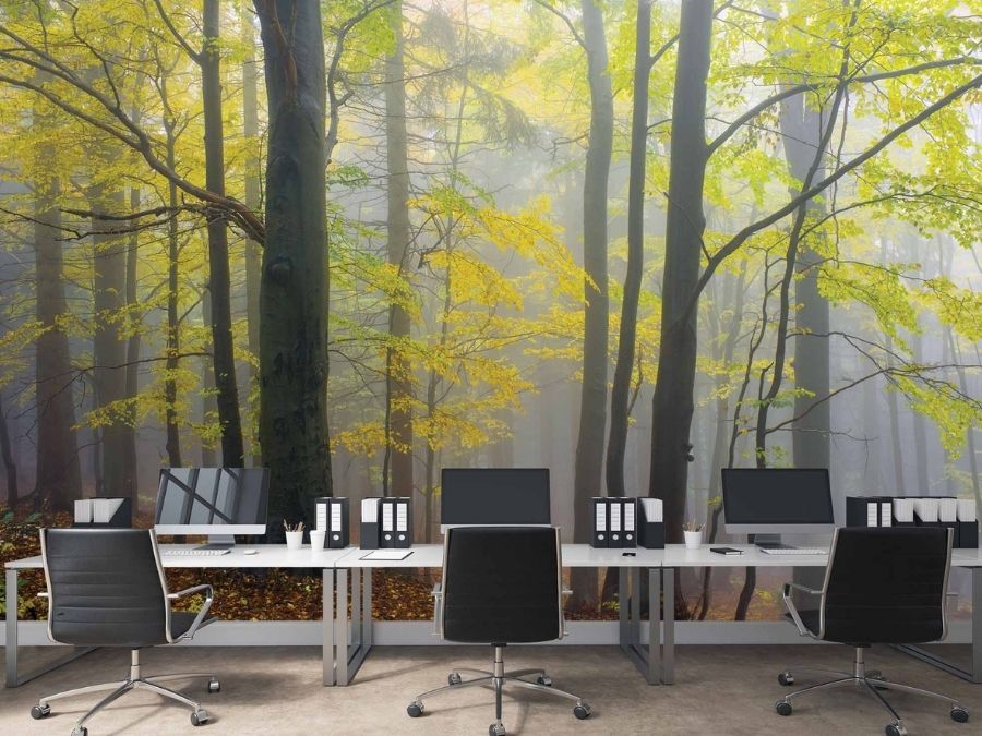 Yellow Autumn Wallpaper, as seen on the wall of this office, is a photo mural of yellow trees in an autumn forest with a foggy background from About Murals.