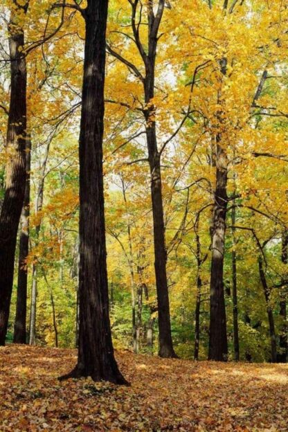 Yellow Forest Wallpaper is a photo mural of sunlight hitting the yellow leaves of a fall forest from About Murals.