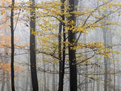 Yellow Trees Wallpaper - Image 2