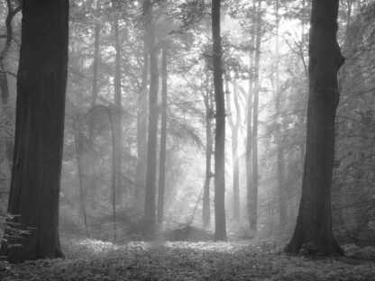 Black and White Woods Wallpaper, as seen on the wall of this living room, is a photo mural of sunbeams streaming through trees in a grey forest from About Murals.