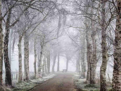 Winter Birch Trees Wallpaper - Image 2