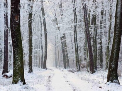 Winter Path Wallpaper - Image 2