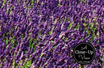 Lavender Field Wallpaper - Image 3