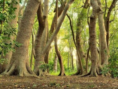 African Forest Wallpaper is a wall mural of tall wavy trees from About Murals.