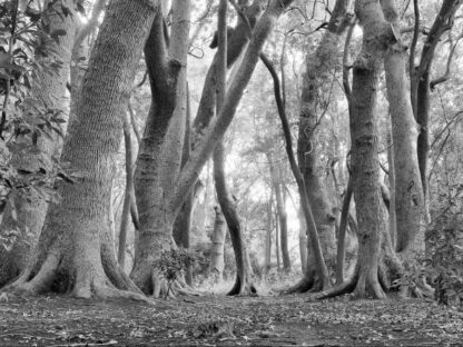 Black and White African Forest Wallpaper is a wall mural of exotic grey trees in South Africa from About Murals.