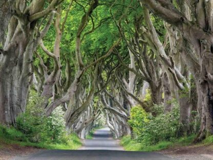 Dark Hedges Wallpaper is a wall mural of an Irish forest lining a street from About Murals.