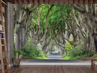 Dark Hedges Wallpaper, as seen on the wall of this library, is a photo mural of beech trees lining a road in Antrim Country, Northern Ireland from About Murals.