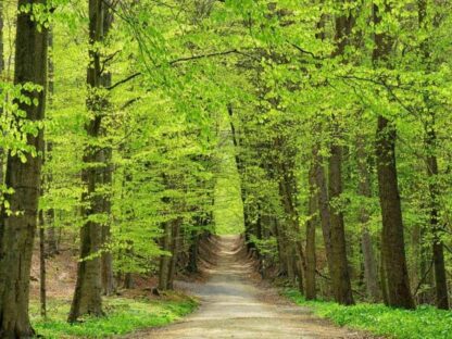 Footpath Wallpaper is a photo wall mural of budding trees arching over a forest path from About Murals.
