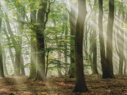Forest Scene Wallpaper is a wall mural of sunshine beaming into the forest of the dancing trees from About Murals.