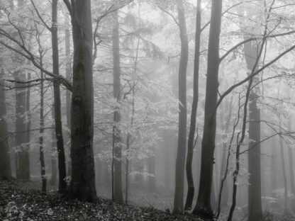 Forest Wallpaper Black and White is a wall mural of an autumn morning in the fog with a grey filter added over top from About Murals.