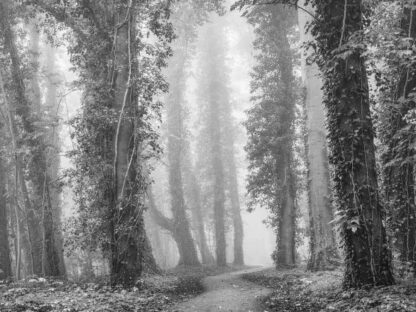 Gray Nature Wallpaper is a wall mural of vine covered trees in misty woods from About Murals.
