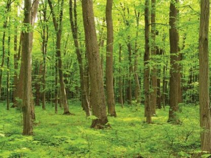 Green Maple Trees Wallpaper is a photo wall mural of a vibrant forest from About Murals.