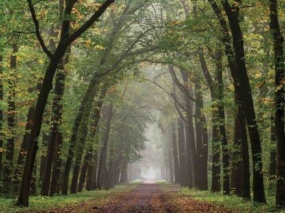 Path Wallpaper is a photo wall mural of a trail in a peaceful forest from About Murals.