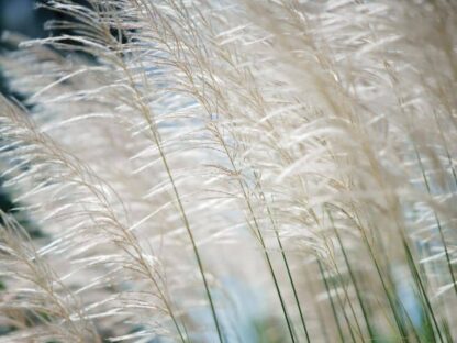 Reeds Wallpaper is a wall mural of white reeds in the wind from About Murals.