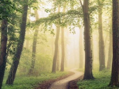 Sunshine Forest Wallpaper is a wall mural of a luminous path in a forest from About Murals.