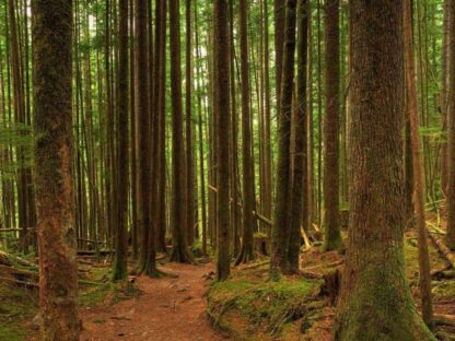 Trail Wallpaper is a wall mural of a walkway covered in moss and dried pine needs under pine trees in the woods from About Murals.