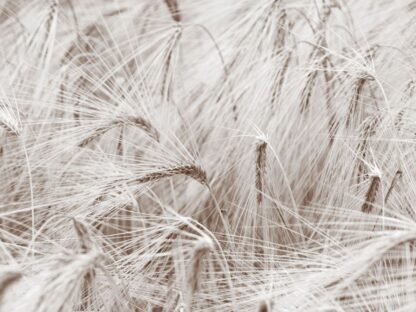 Wheat Wallpaper is a sepia wall mural of beautiful wheat stalks blowing in the wind from About Murals.