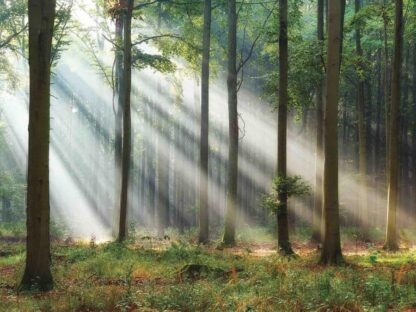 Wood Forest Wallpaper is a wall mural with dreamy sunrays shining through green trees in the forest from About Murals.
