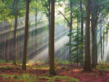 Bright Forest Wallpaper is a wall mural of morning sun rays shining through green trees in a forest from About Murals.