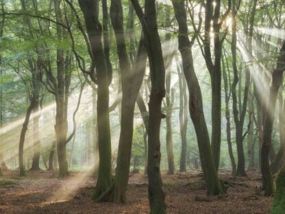 Calming Forest Wallpaper, formerly called Amazing Rays, is a wall mural of sunshine beaming through green trees in a forest from About Murals.