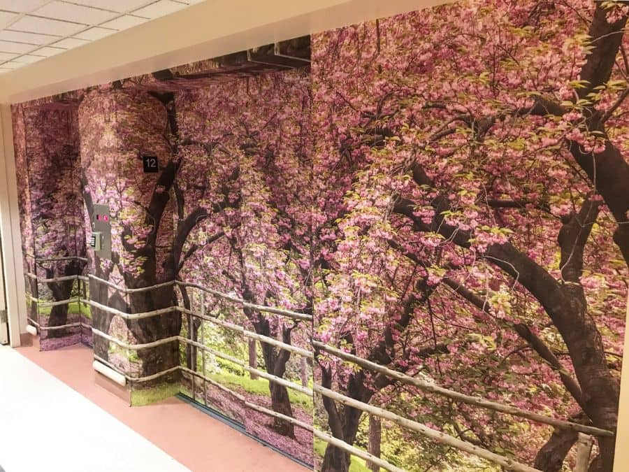 Cherry Blossom Tree Wallpaper, as seen on the doors of this extended care elevator used as an exit diversion, is a photo mural of pink sakura trees in full bloom in spring from About Murals.