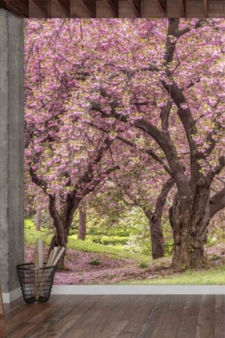 Cherry Blossom Tree Wallpaper, as seen on the wall of this office, is a photo mural of pink trees blooming in New York's Central Park from About Murals Canada.