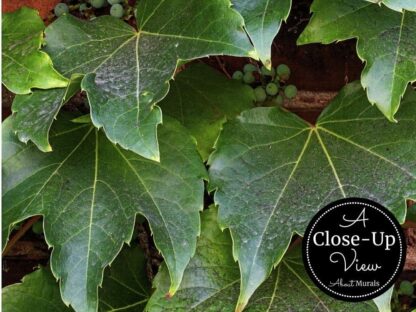 Ivy Wallpaper - Image 3