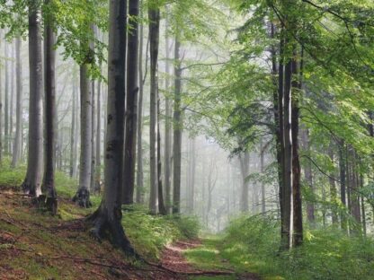 Large Forest Wallpaper is a wall mural from the summer at dawn in a beech forest with a misty background from About Murals.