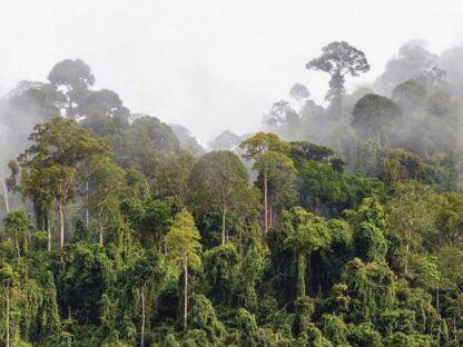 Misty Rainforest Wallpaper is a wall mural with a rainy mist setting over tropical trees in a jungle from About Murals.