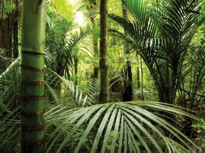 Rainforest Wallpaper - Image 2