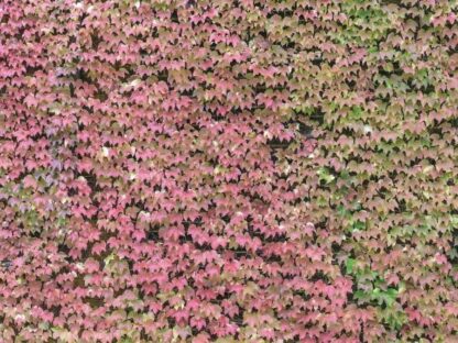 Red Ivy Wallpaper - Image 2