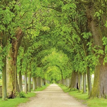 Tree Path Wallpaper is a wall mural of a tree lined walkway in a park from About Murals.