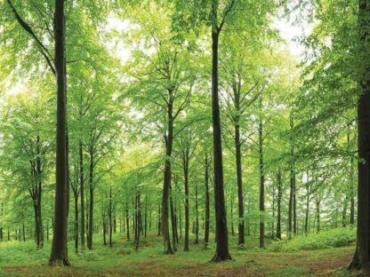 Woodland Forest Wallpaper is a wall mural of sunlight in a beech forest from About Murals.
