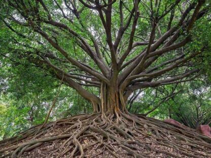 Banyan Tree Wallpaper, formerly called The Wisdom Tree, is a wall mural of a large tree with lots of branches and exposed roots from About Murals.