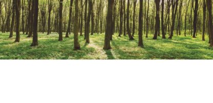 Forest Landscape Wallpaper - Image 2