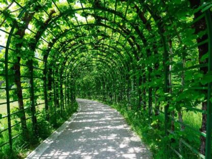 Green Arch Wallpaper is a wall mural of green trees growing over a pergola and walkway in the Linderhof Palace Gardens in Bavaria, Germany from About Murals.